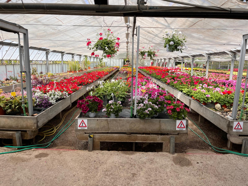 Images Floricoltura Ballandi