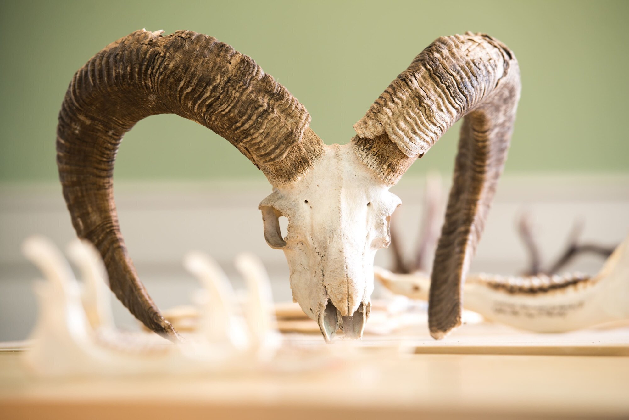 Jagdschule Schwiessel, Zum Park 25 in Prebberede