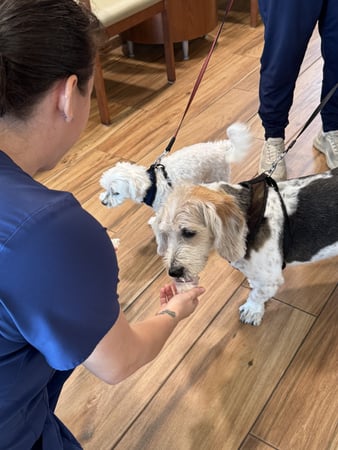 Images VCA Sanibel Animal Hospital
