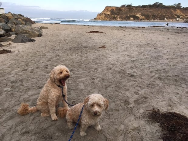 Images Del Mar Doggers dog walking, dog sitting, overnight stays