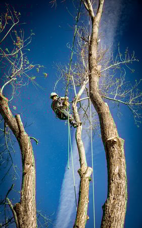 Images King Tree Service