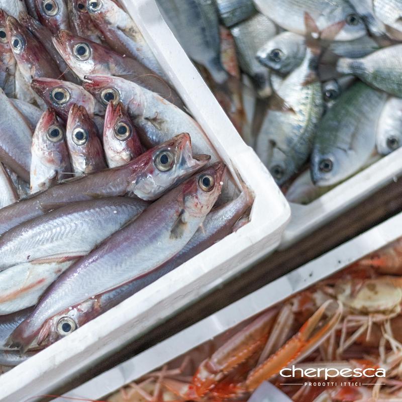 Images Cherpesca Srl