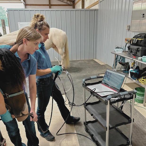 Images FULL CIRCLE EQUINE VETERINARY SERVICES