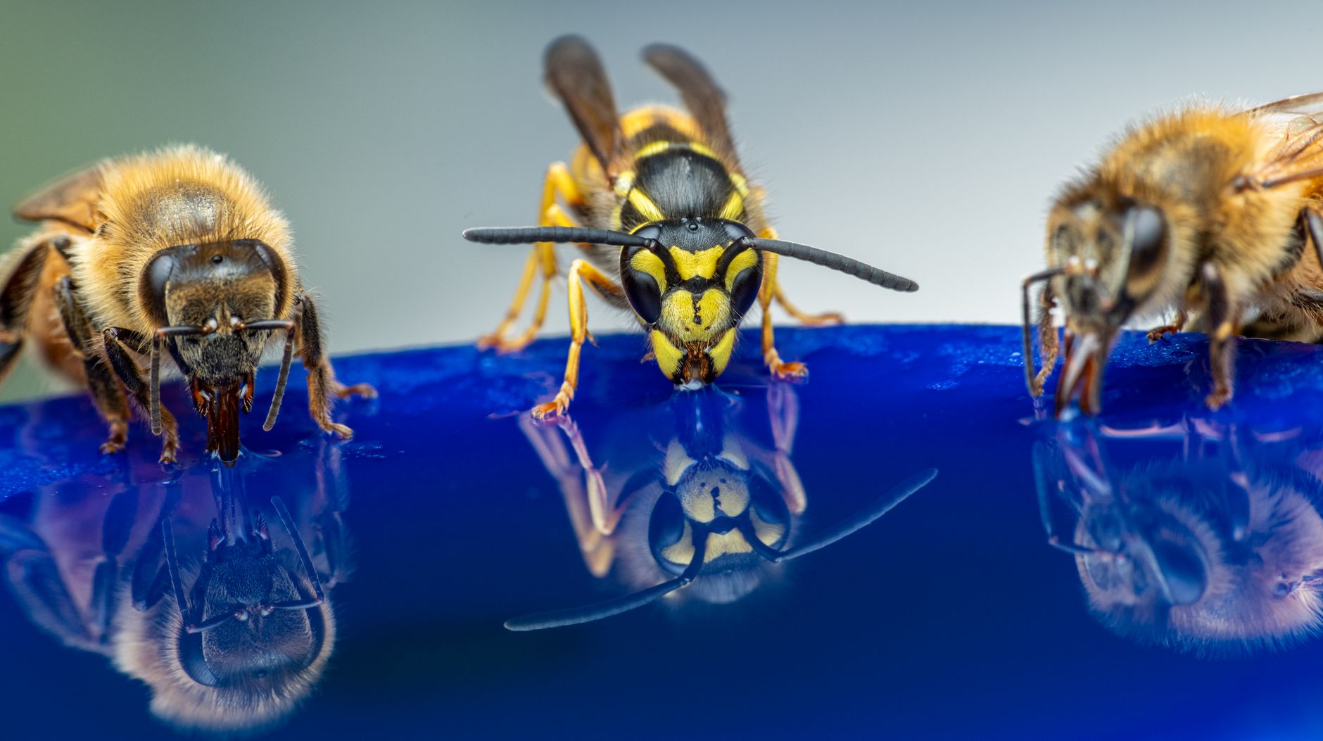 Charlie Pettis Pest Services