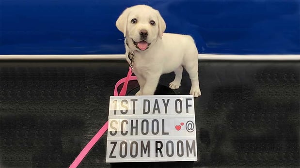 Images Zoom Room Dog Training - Littleton