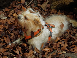 Tierarztpraxis München Nord Freimann - Elisabeth Kania, Längsweg 9 in München