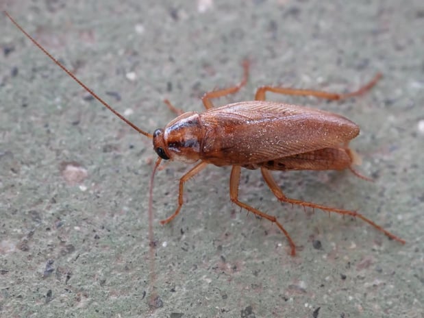 Images Stokes Mosquito and Pest Services