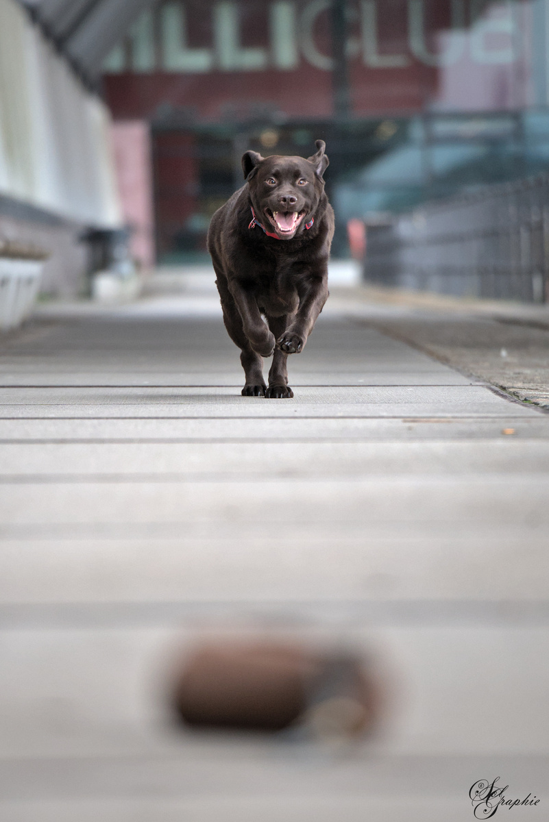 PawlityTime- Hundeschule Hamburg, Suhrenkamp 26 in Hamburg