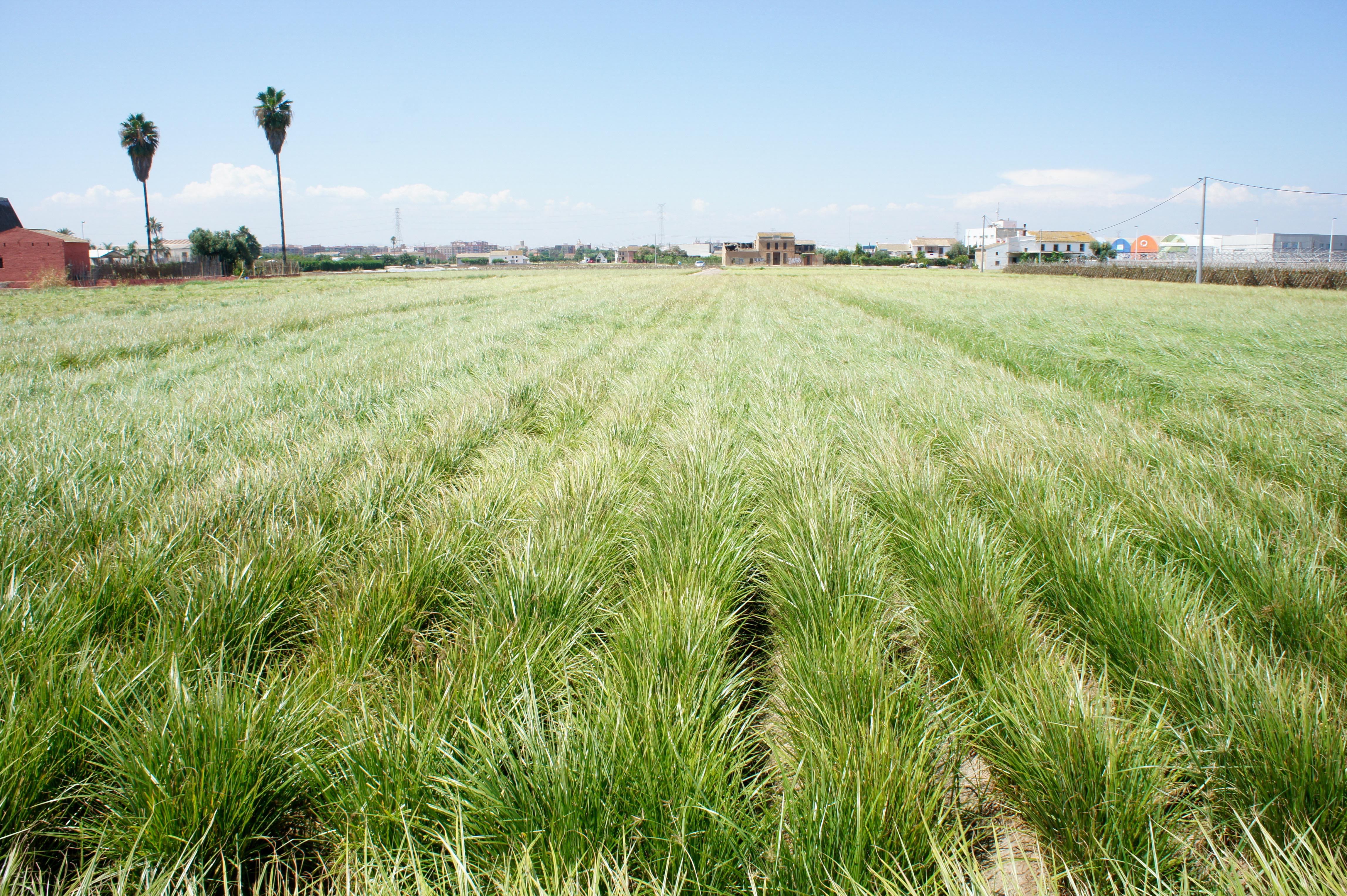 Goryal GmbH, Moosstrasse 9 in Biberist