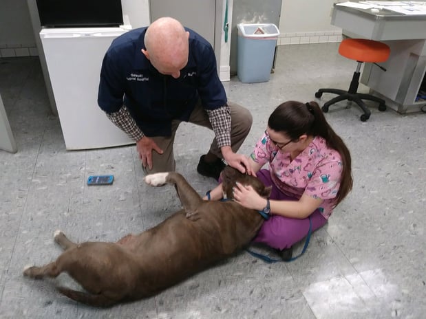 Images Gateway Animal Hospital