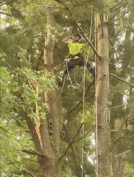 Knock On Wood Tree Service LLC Image