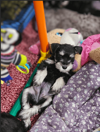 Images A'Lord Miniature Schnauzer