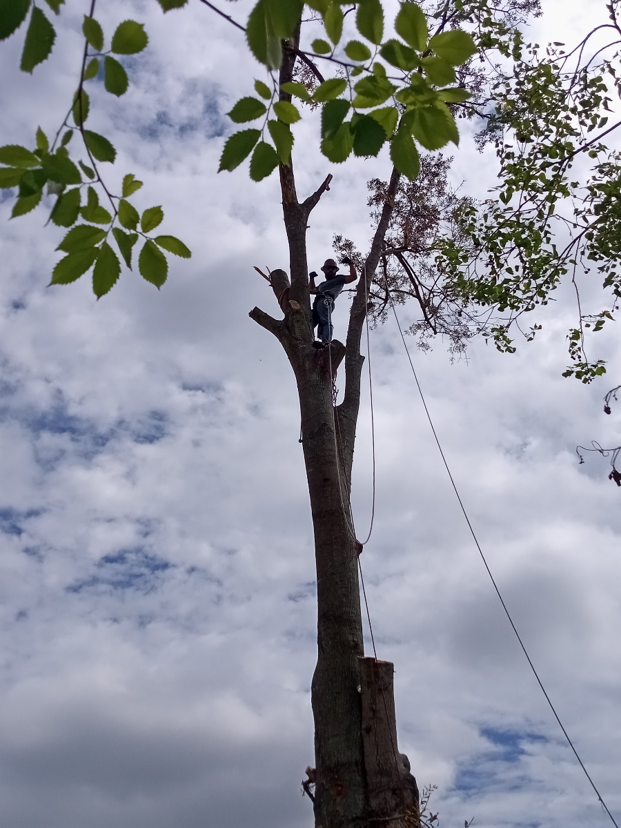 A tree surgeon climbs a large tree trunk, suspended by ropes, against a cloudy sky. The tree has been partially pruned, with several branches removed and some evidence of recent cuts. The tree surgeon is wearing work clothes and a helmet, and appears to be actively working on the tree.