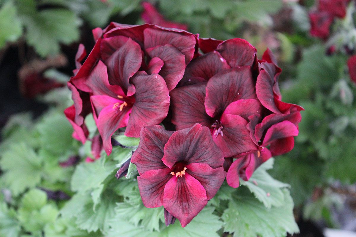 Bilder Elkes Blumenparadies Inh. P.Schulz