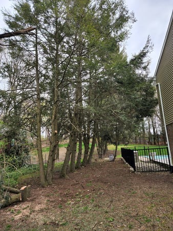 Images 4 Seasons Tree Service