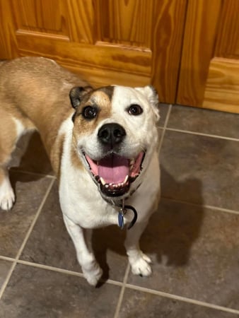 Images Leash and Love LLC