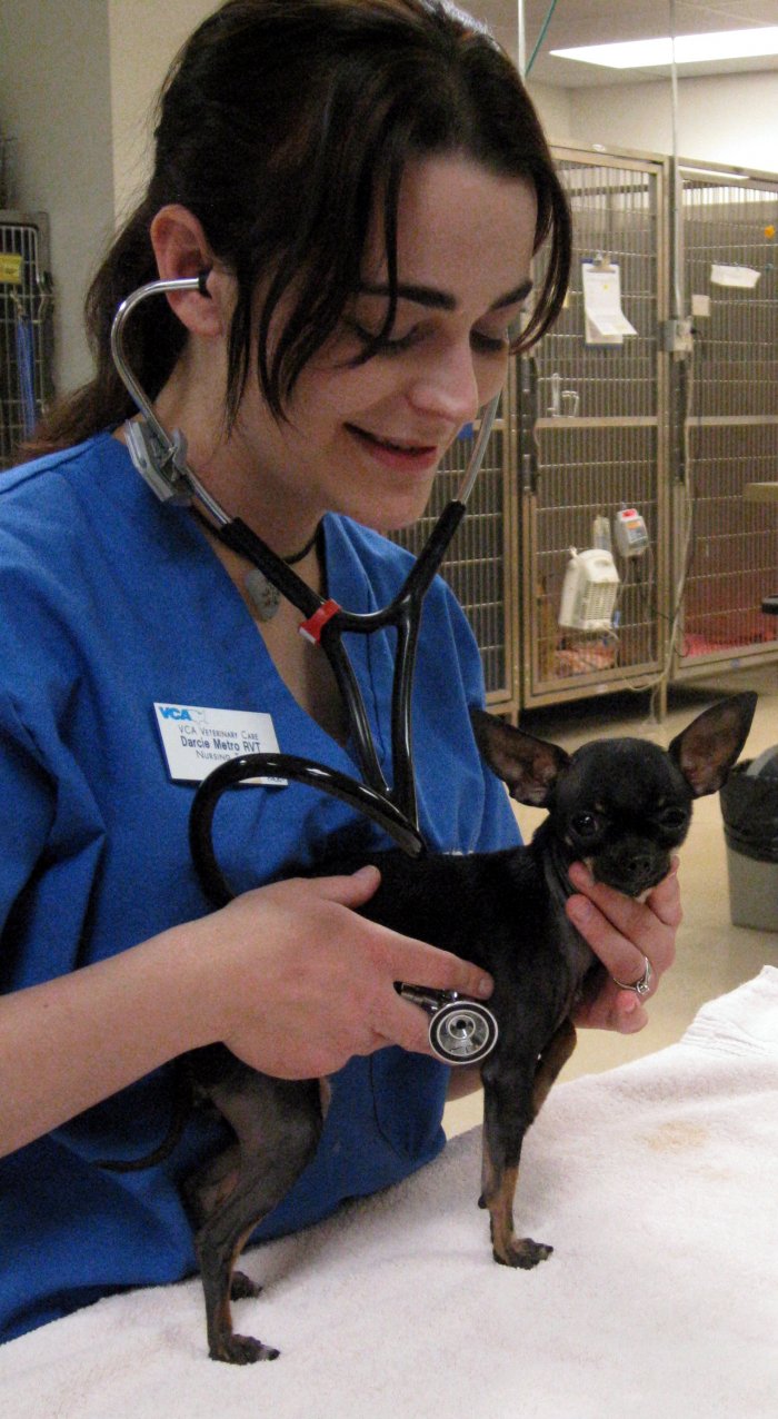 VCA Veterinary Care Animal Hospital and Referral Center Albuquerque (505)465-9946