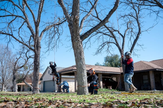 Images CBM Tree Services LLC