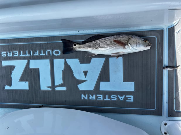 Images Eastern Tailz Outfitters