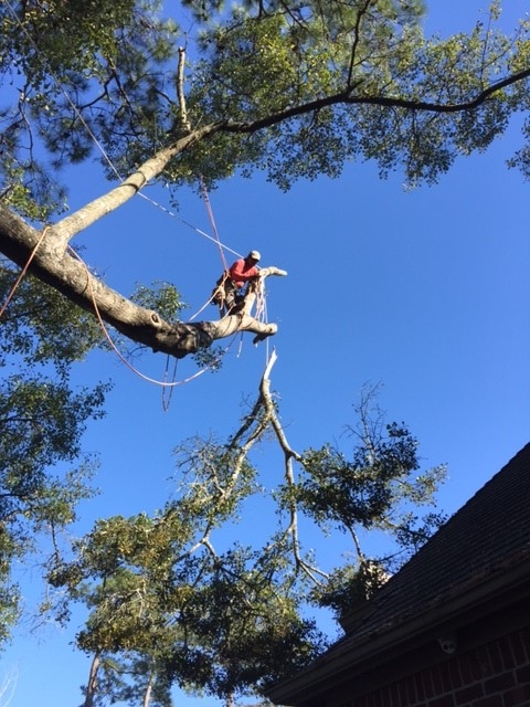 Houston Tree Removal Photo