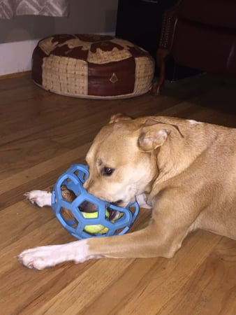 Images Great Outdogs