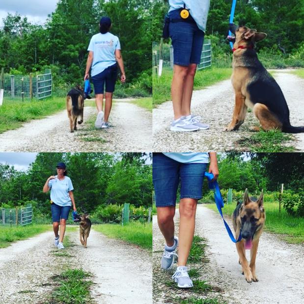 Images Hold'n On Dog Training