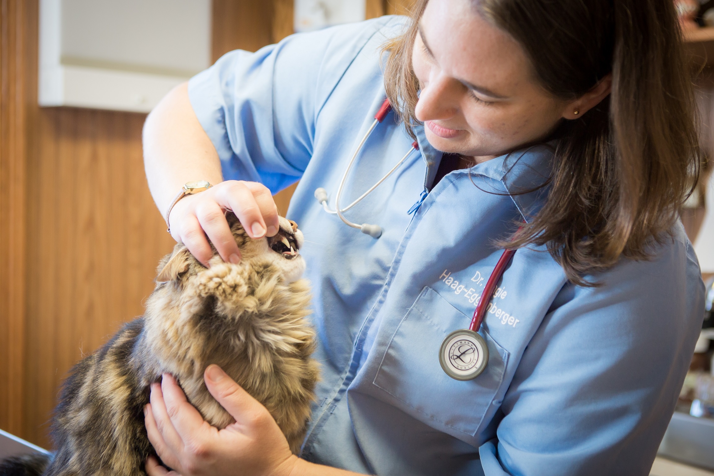 Dr. Haag-Eggenberger examines a cat's teeth for signs of dental disease during an annual wellness exam.