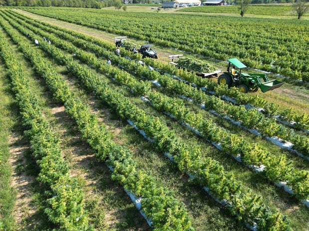 Images Wholesale Hemp Farms