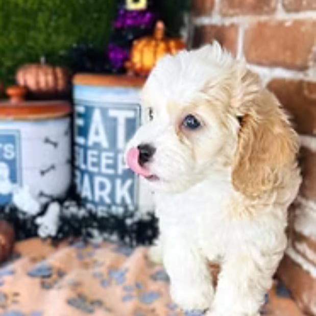 Images Puppies Direct