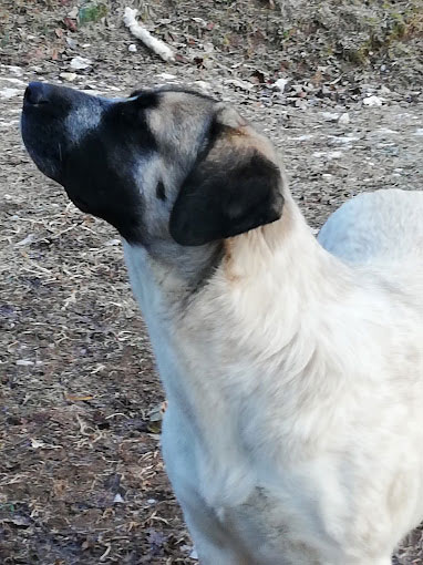 Images Palizia Toelettatura Cani e Gatti