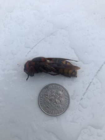 Images All-Pro Pest Control