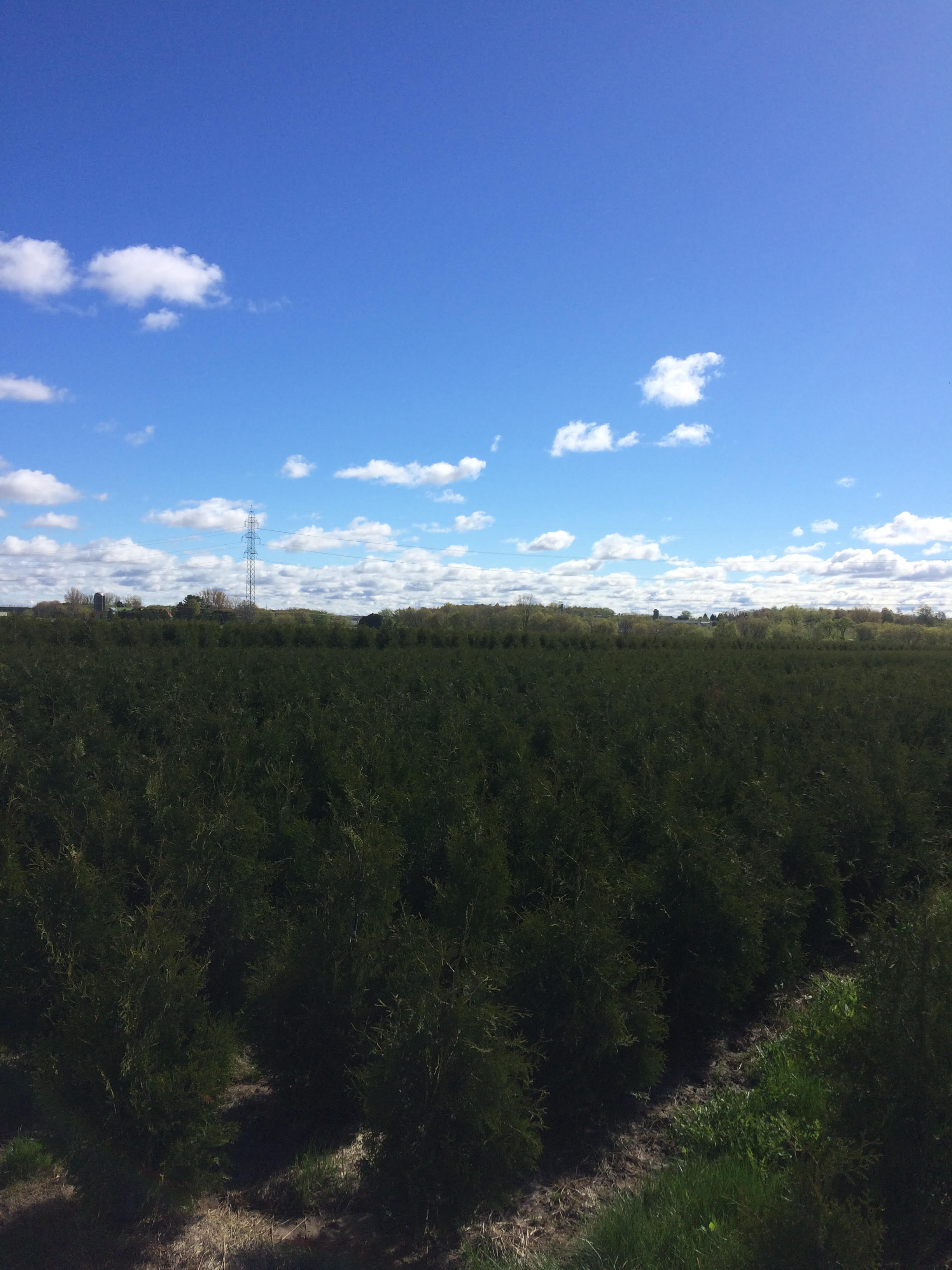 Images Plantation Pros-Haie de cèdres