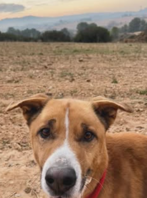 Images Mes K Gossos Centre Caní