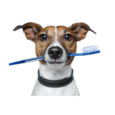 Hammond Animal Hospital & Pet Lodge