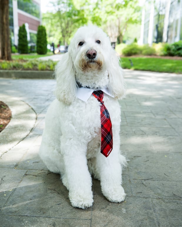 Images Brentwood Dental Excellence | Dr. Asma Malik & Associates