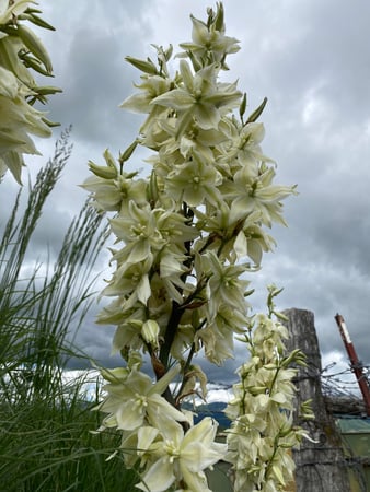 Images Cache Valley Nursery