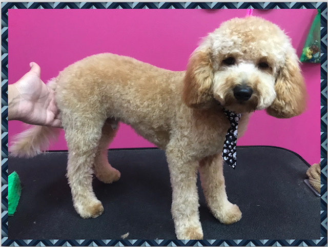 Images Woof Gang Bakery & Grooming Henderson