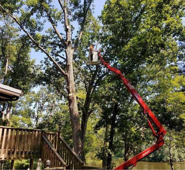 Images Bobby's Tree Service, Inc