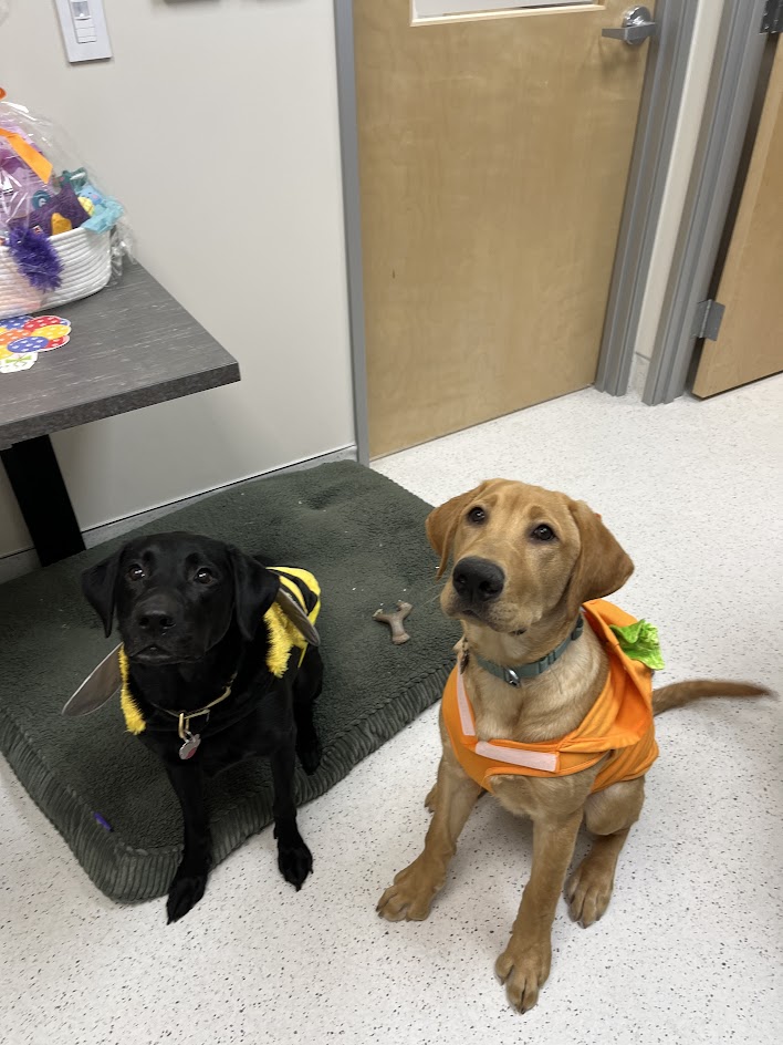 Dr. Stephanie Beeson, Owner of CityVet | Carmel's dogs Kona and Naga