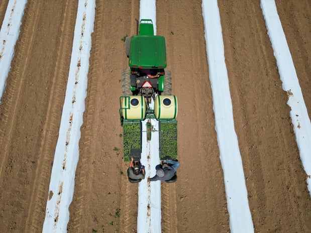 Images Wholesale Hemp Farms