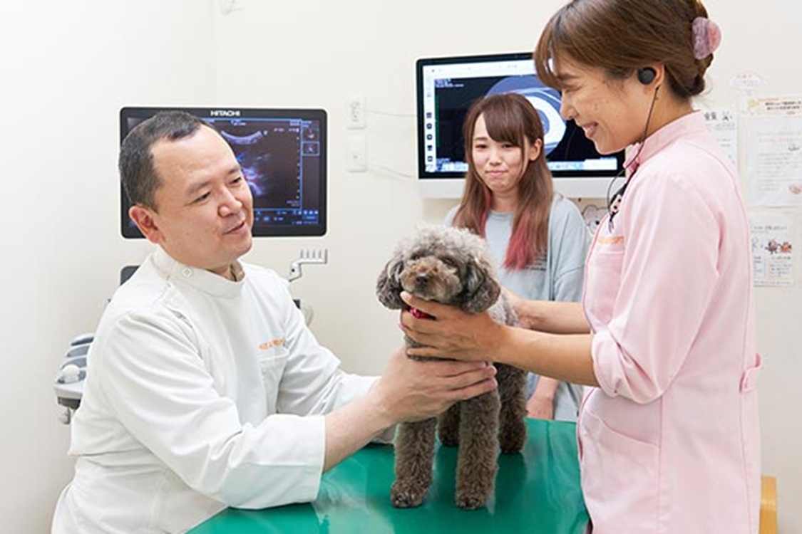 Images はせ動物病院 千葉どうぶつ軟部外科センター