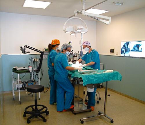 Images Vets Clinica Veterinaria