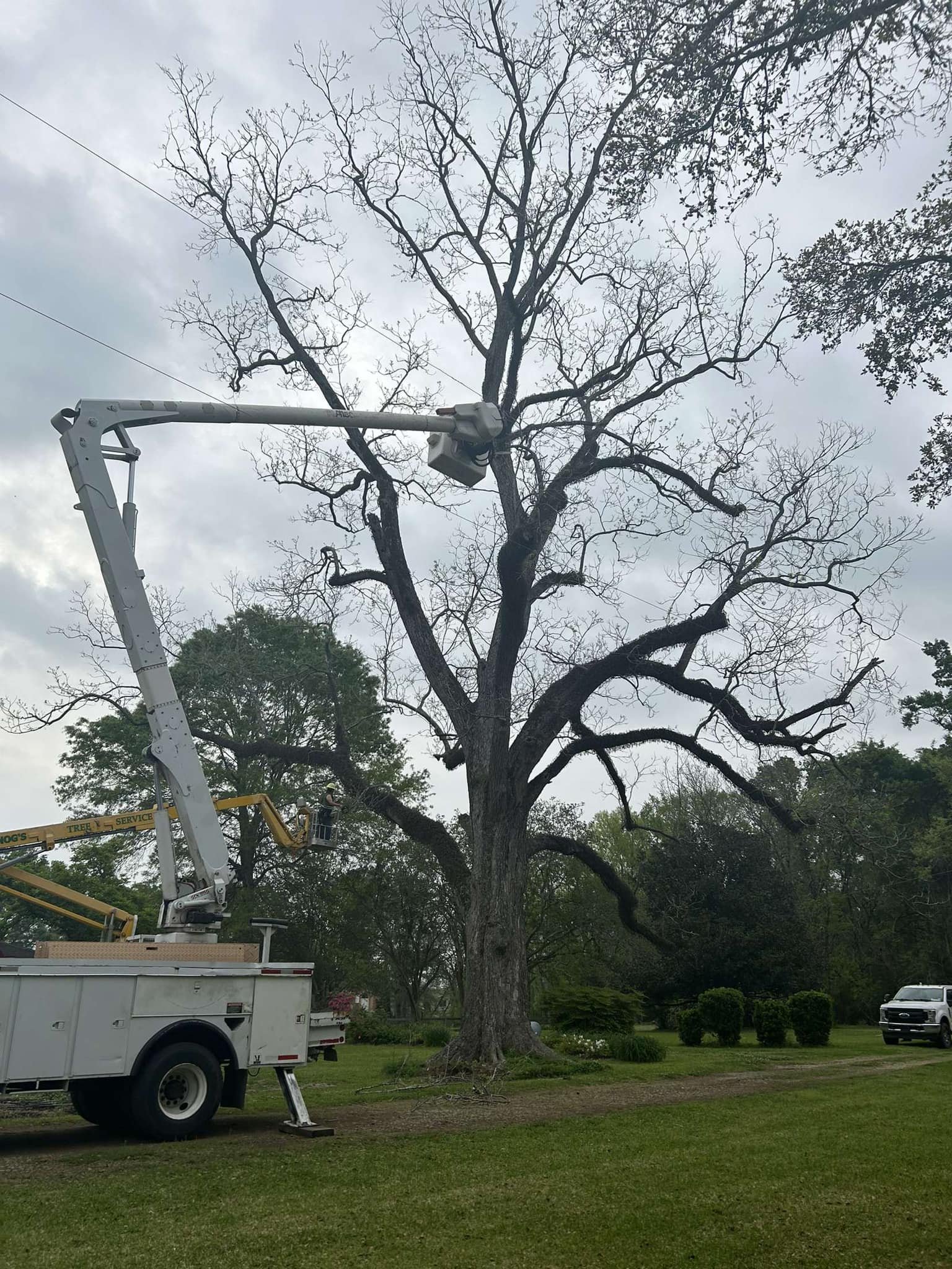 Bynog's Tree Services Image