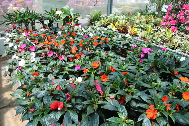 Images Vivai Giuranna