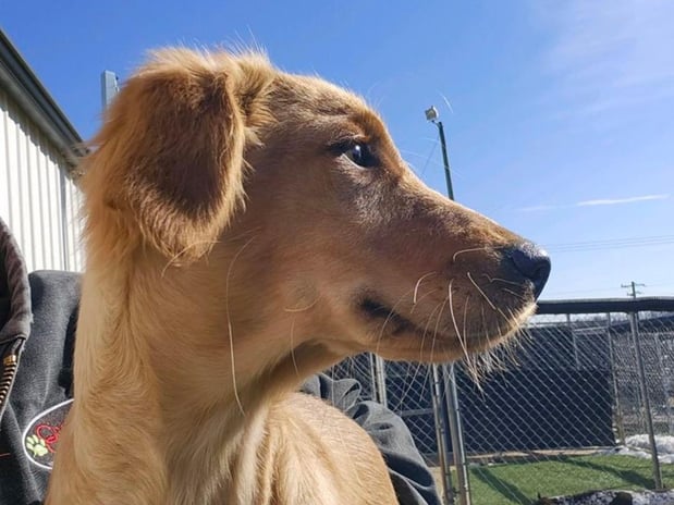 Images Creature Comforts Veterinary Resort and Suites, Inc.