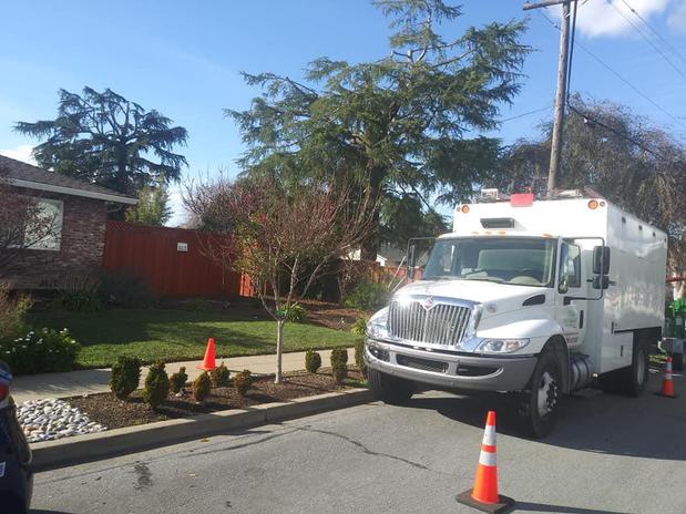 Images Lugo's Expert Tree Services Inc