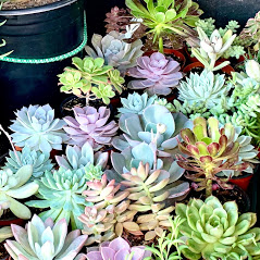 Vista Succulents Photo