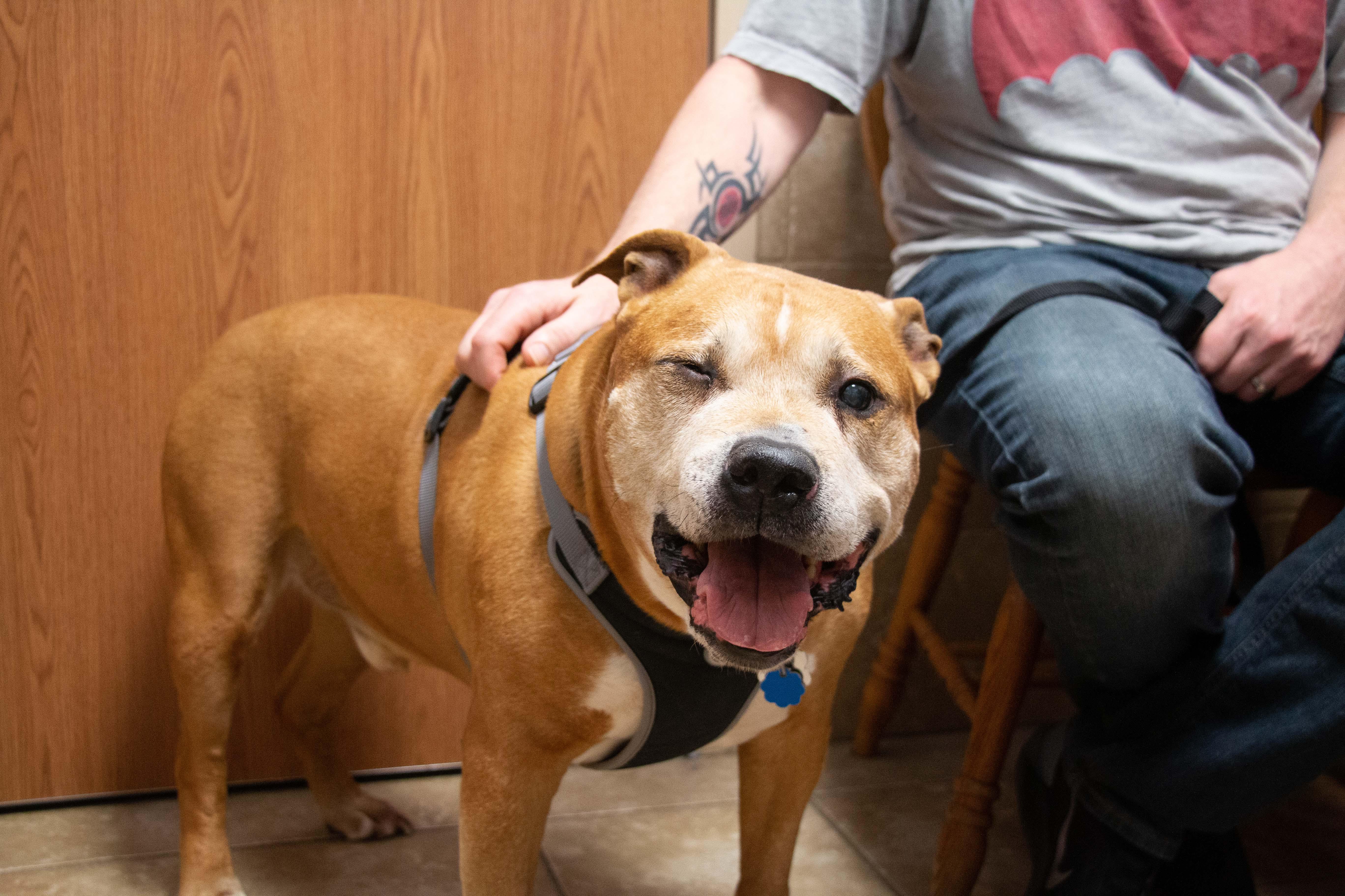 This adorable pup is all smiles for his visit at Belton Animal Clinic!