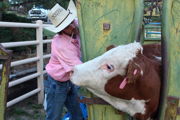 Images Shit Outta Luck Cattle