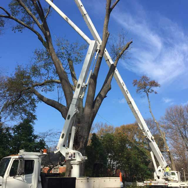 Mister Tree Service Photo